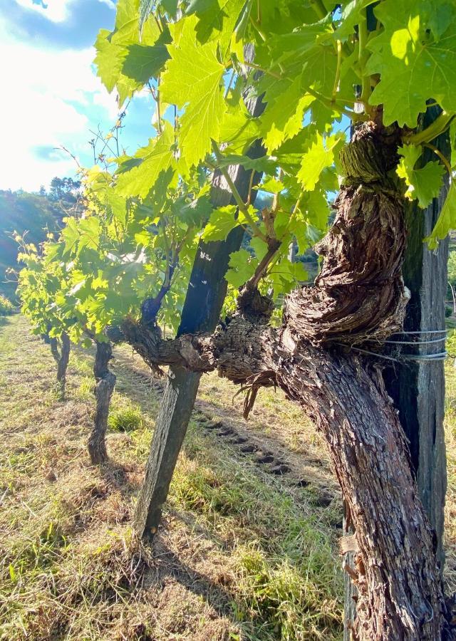 Private Douro- Quinta Das Susandas Mesão Frio Kültér fotó