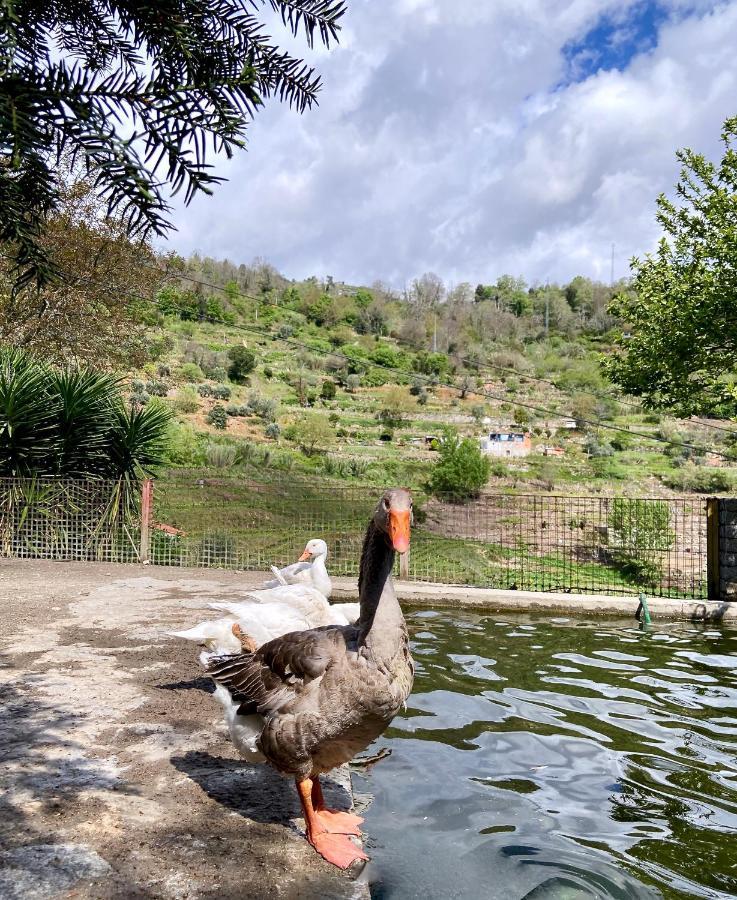 Private Douro- Quinta Das Susandas Mesão Frio Kültér fotó